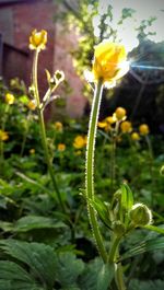 Close-up of yellow flowers