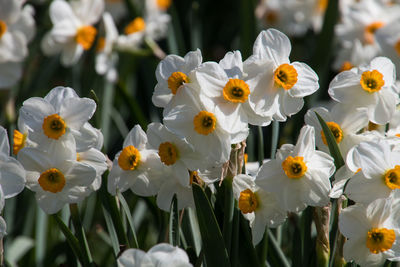 Close-up of white flowering plants