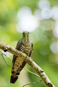 Close-up of bird perching on tree