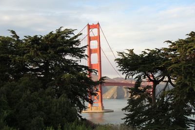 Trees by bridge against sky