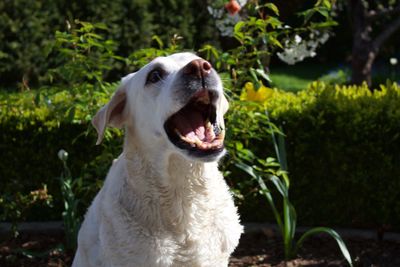 Close-up of sheep yawning