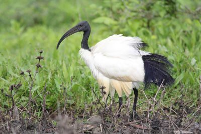 Side view of a bird on field