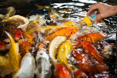 Cropped hand feeding fish in pond