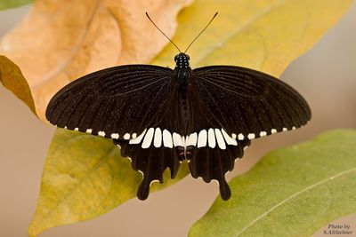 Close-up of butterfly perching on leaf