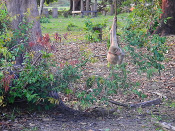 View of a bird on field