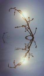 Plants against sky at sunset