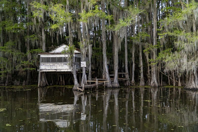Scenic view of lake in forest