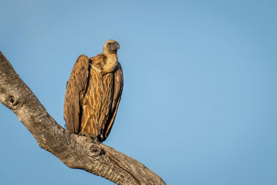 Low angle view of bird perching on branch against clear blue sky