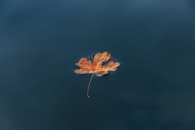 High angle view of leaf floating on water 