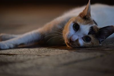 Close-up portrait of a cat lying on floor