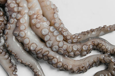 Close-up of octopus over white background