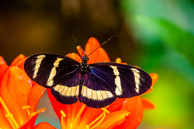 Close-up of butterfly pollinating on orange flower