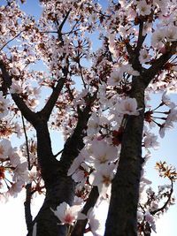 Low angle view of cherry blossoms in spring