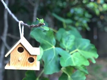 Close-up of birdhouse hanging on tree