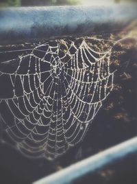 spider web