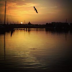 Silhouette birds flying over river against sky during sunset