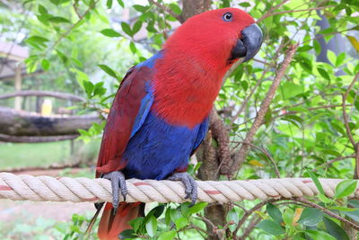 Close up with macaw