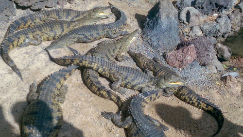 High angle view of crocodile in sea