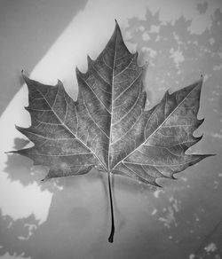 Close-up of maple leaves floating on water