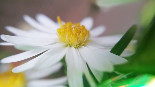 Close-up of white flowering plant