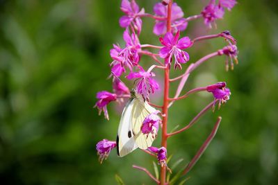 Close-up of pink flowering plant