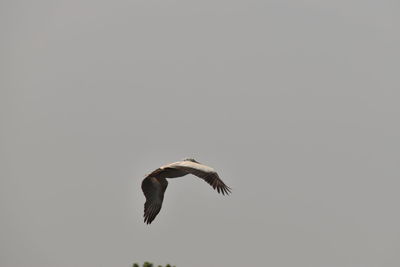 Low angle view of eagle flying in sky