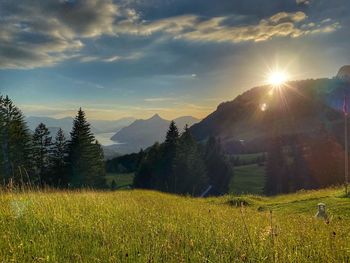 Scenic view of field against bright sun