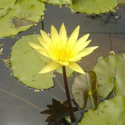 Close-up of lotus water lily in pond