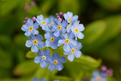 Close-up of purple flowering plant