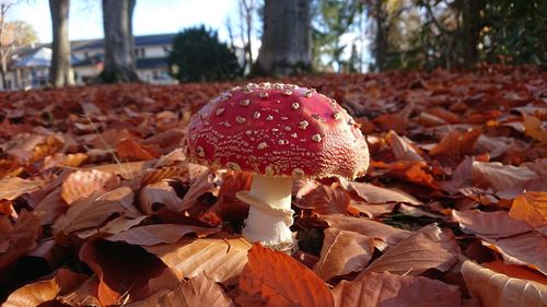 Close-up of mushroom growing on field during autumn