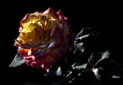 Close-up of wilted rose against black background