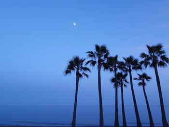 Palm trees against blue sky