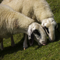 Sheep grazing in a field