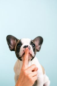 Portrait of woman holding dog against white background