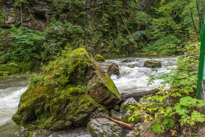 Scenic view of waterfall in forest