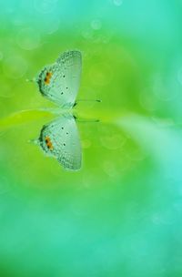 Close-up of butterfly on plant