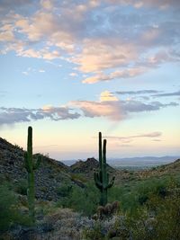 Cactus growing on field against sky during sunset