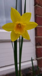 Close-up of yellow daffodil blooming outdoors