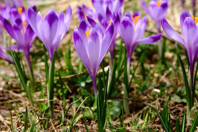 Close-up of purple crocus blooming on field