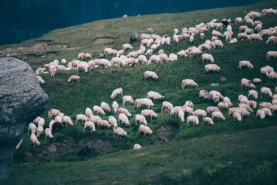 Flock of sheep grazing on field