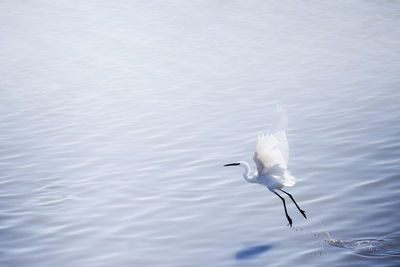 White swan flying over lake