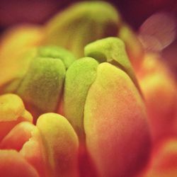 Macro shot of yellow flower