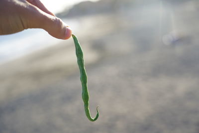 Close-up of hand holding leaf against blurred background