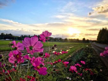 Close-up of pink flowering plants on land against sky