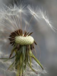 Close-up of dandelion on plant