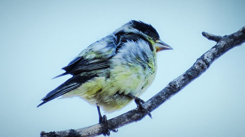 Close-up of bird perching on branch