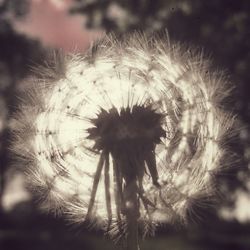 Close-up of dandelion