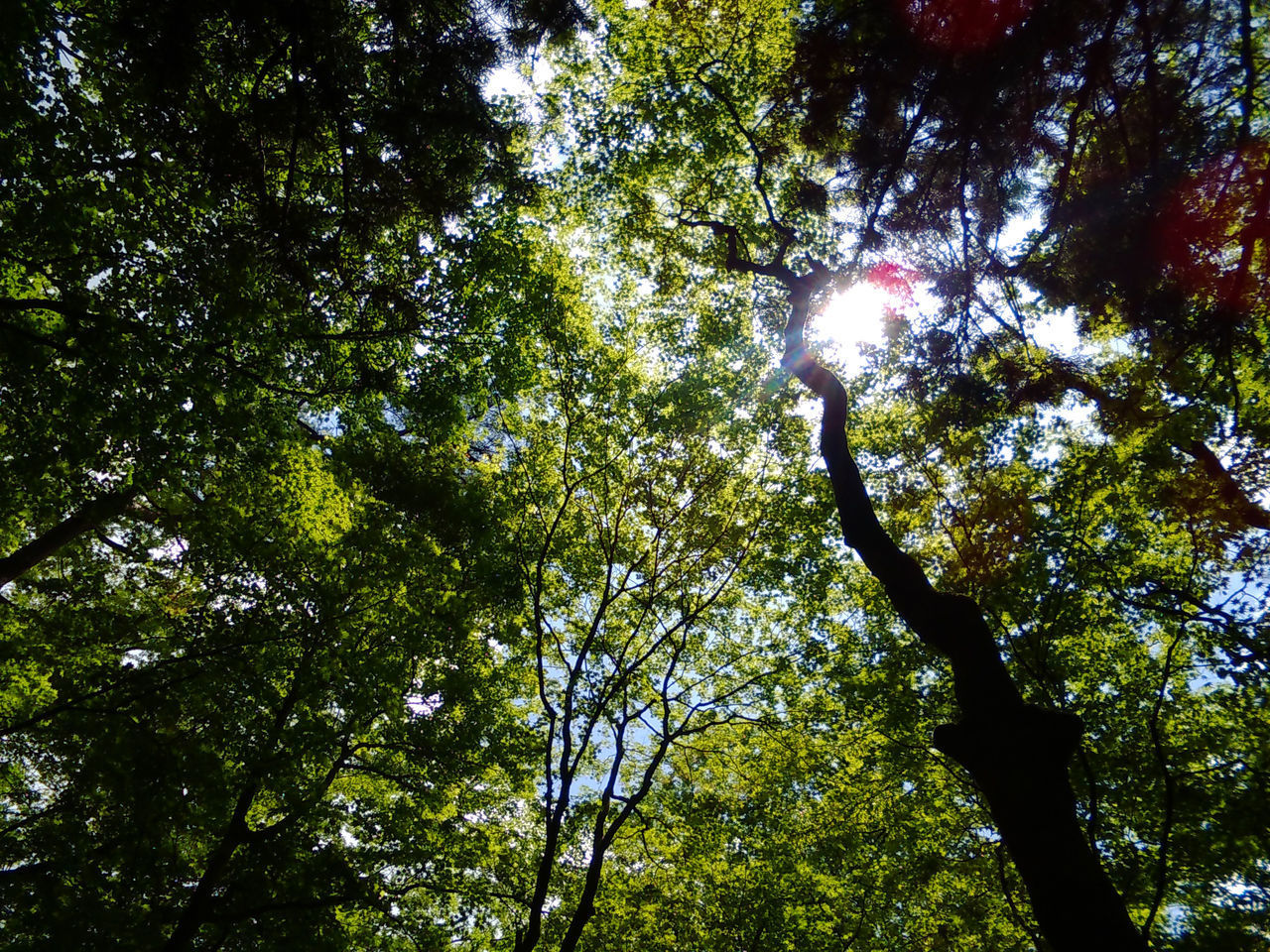 LOW ANGLE VIEW OF TREE AGAINST SKY