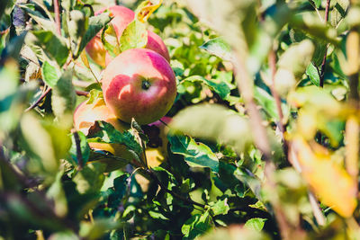 Close-up of apple growing on tree