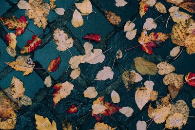 Full frame shot of maple leaves